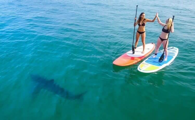 Paddleboarding A Great White Shark