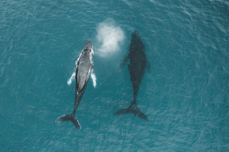 Whale Spouting