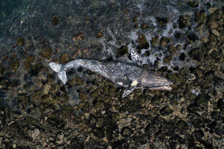 Washed Up Whale