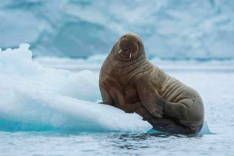 The Walruses With The Heart Of Ice