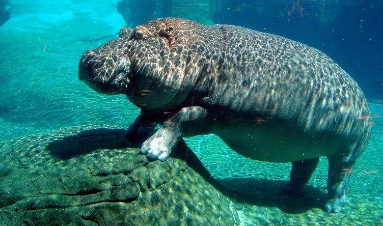 Hippos Can Sleep Underwater