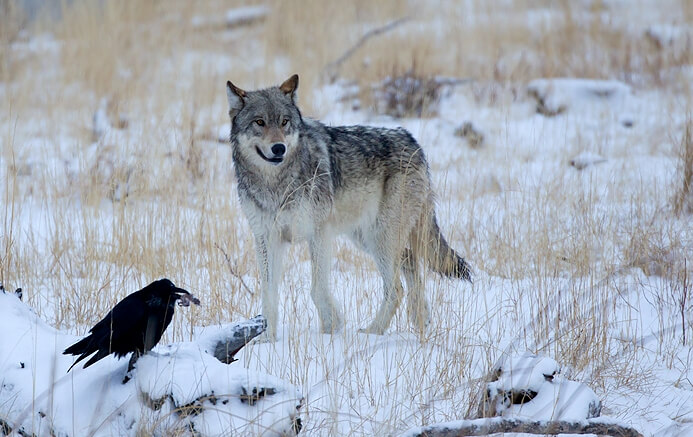 Wolves and Ravens Are Actually Very Close Friends