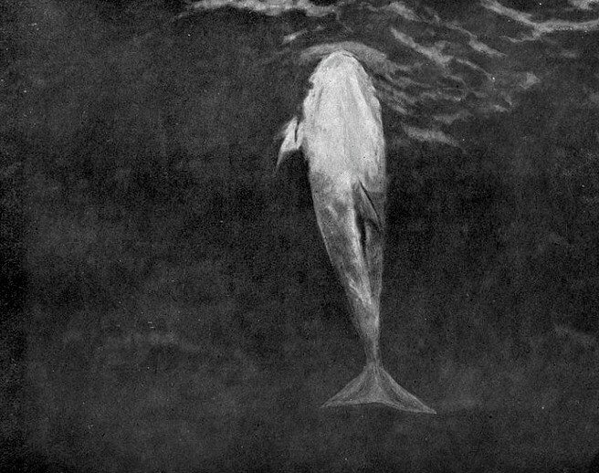 Dolphin Spent Over Two Decades Escorting Ships to Safety