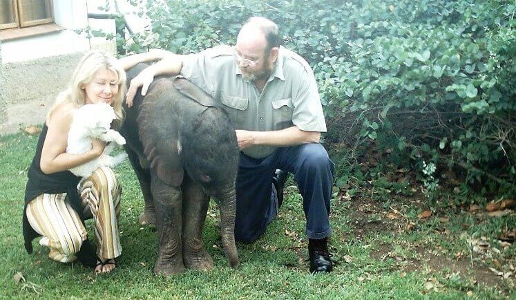 Wild Elephants Held a Vigil at Their Rescuer's Home After He Passed