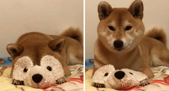 Is This Shiba Inu Friends with Hannibal Lecter, Perchance?