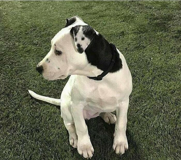 Two Dogs for the Price of One