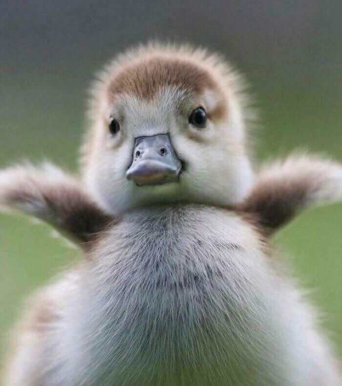 This Duck’s Beak is Worth a Thousand Words