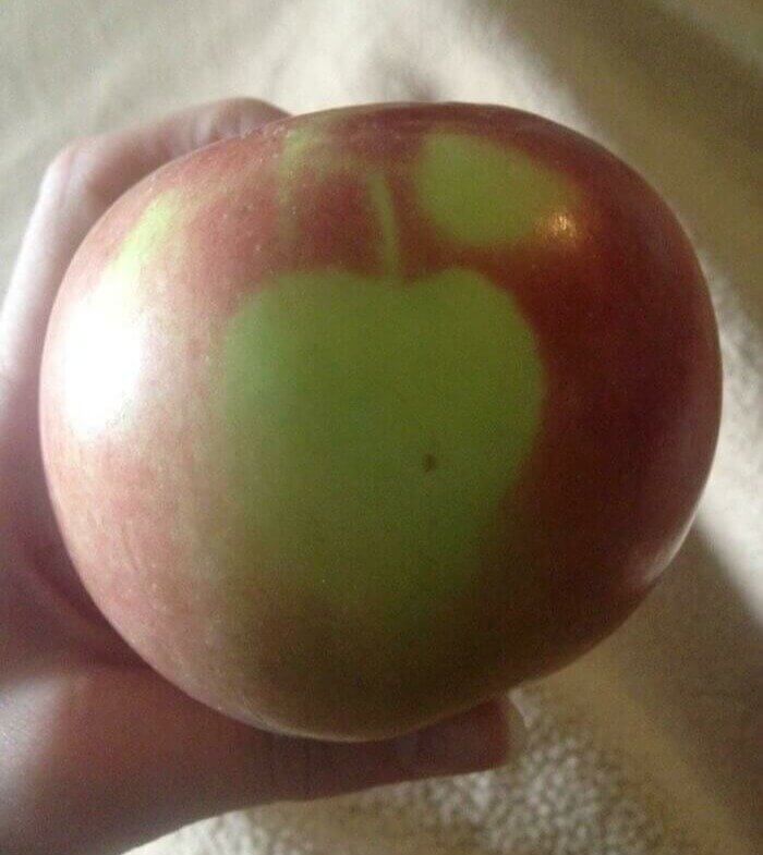 Another Day, Another Case of Appleception