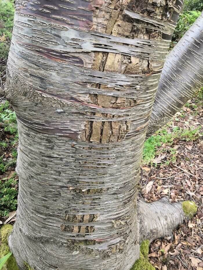 It Turns Out We Don’t Really Understand Trees At All