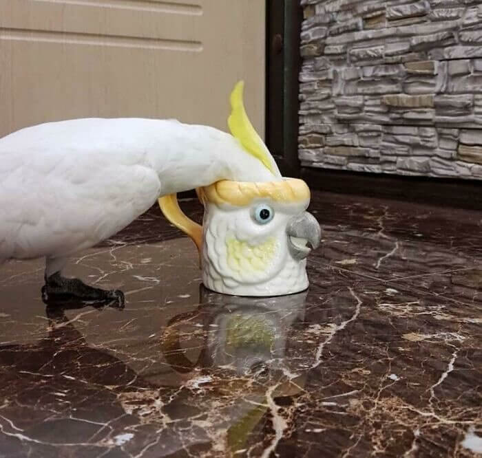 That’s Quite the Head You’ve Got There, Polly!