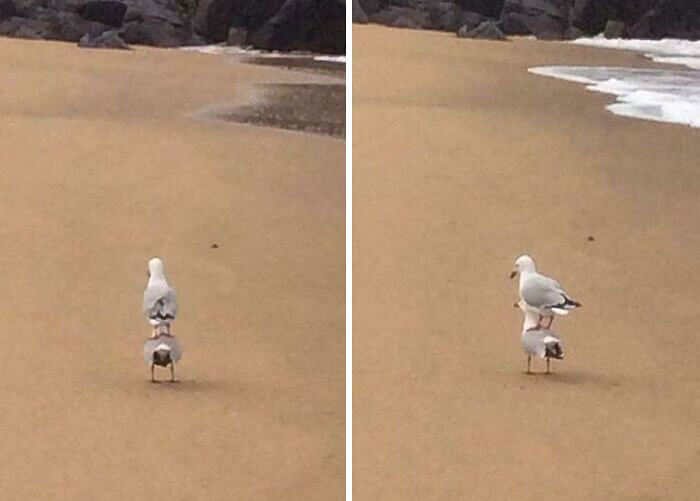 Anybody Up for a Birdy Back Ride?