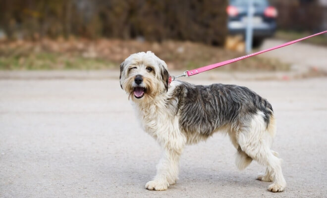 Finding Joy in Rescue: A Heartfelt Guide to Adopting Small Dogs