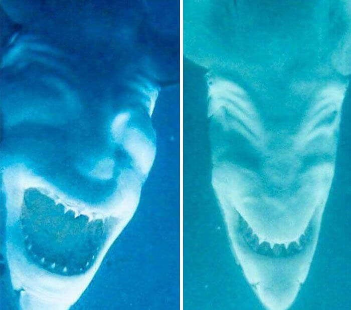 Oh, You Thought Sharks Couldn't Get Creepier?