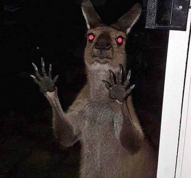 The Devil Lives Inside This Kangaroo