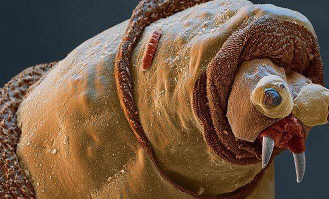 Estas extrañas fotos de cosas encontradas en la naturaleza nos pillaron desprevenidos