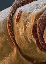 These Odd Photos of Things Found in Nature Caught Us off Guard