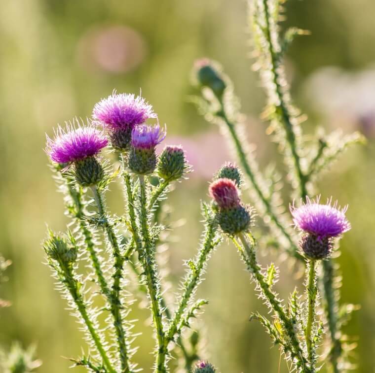 Kill Thistle Plants With It