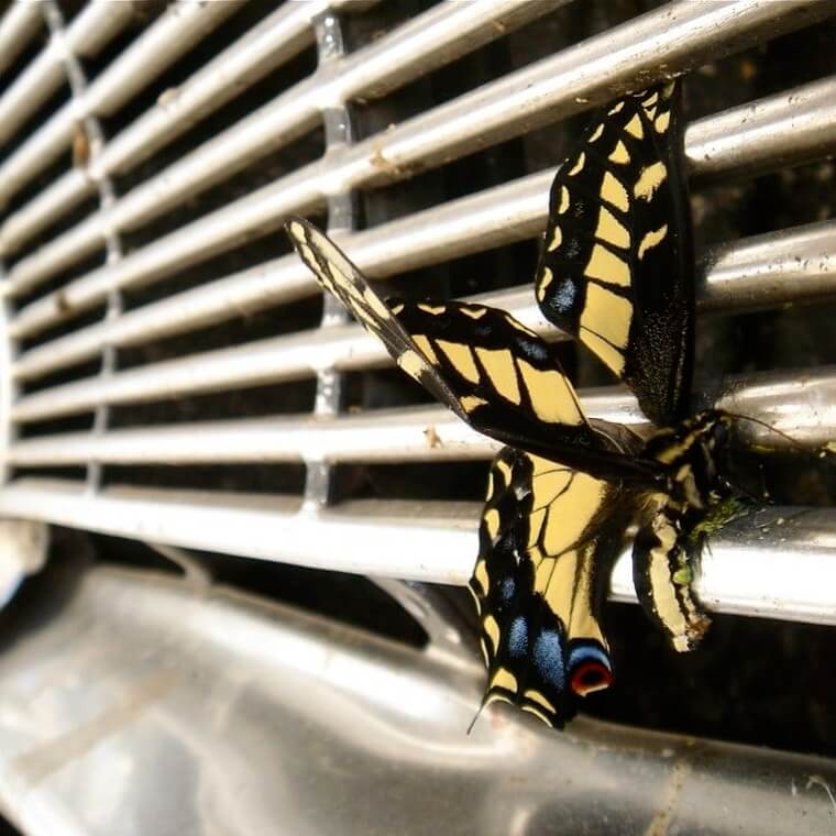 No More Bugs on Your Car Grille