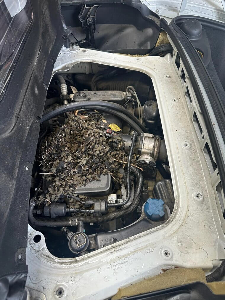 Rodent Damage Repair and Prevention