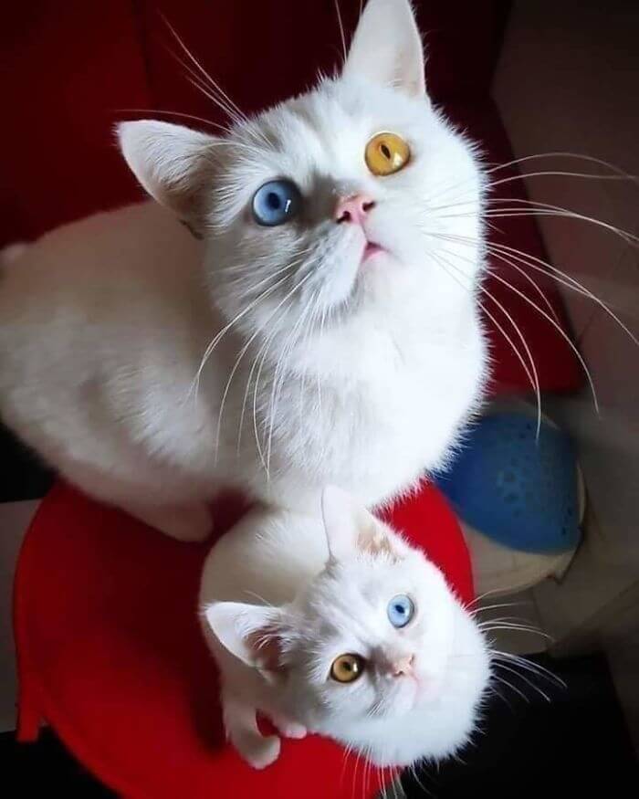 A Perfect Copy Paste