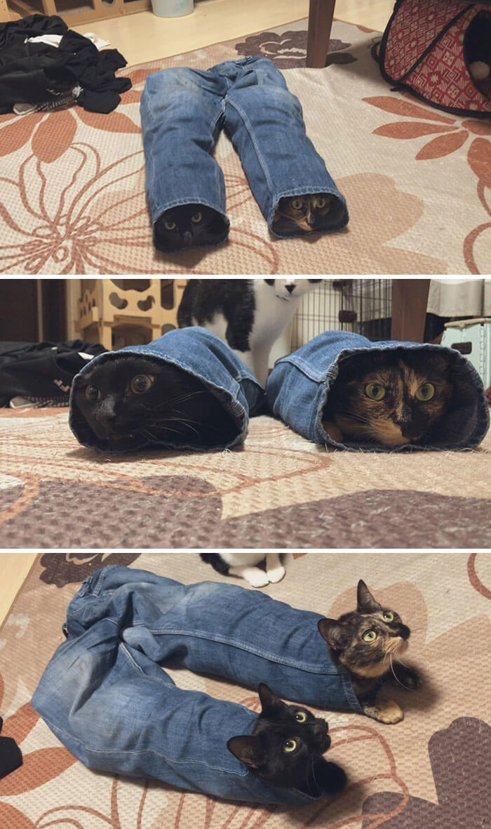 When Jeans Turn Into Kitty Tunnels