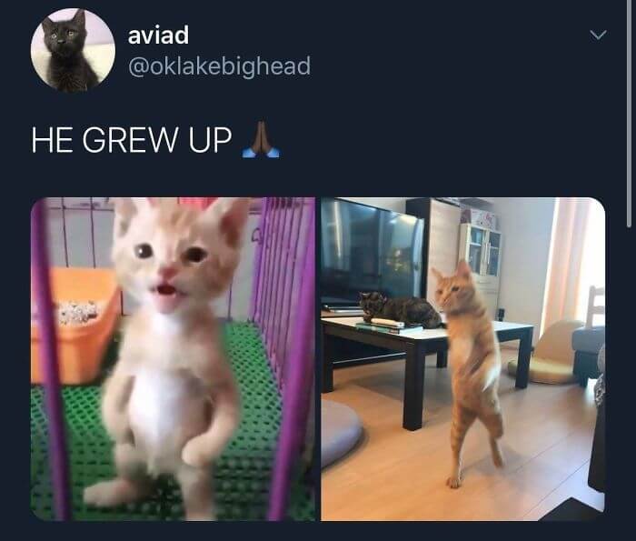 When You've Had Enough of Cat Memes