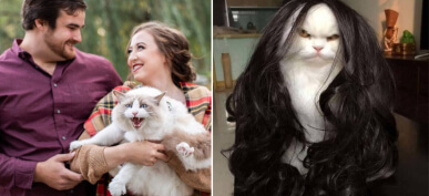 50+ Hilarious Photos Of Ridiculous Cat Shenanigans You Need To See Right Meow