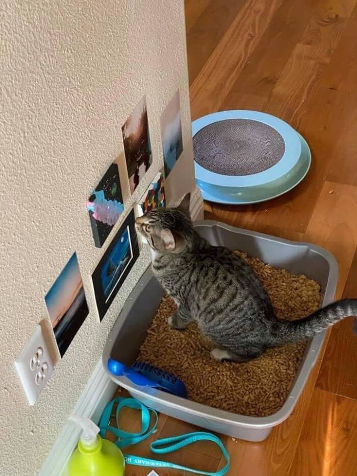 Sprucing Up The Cat's Bathroom