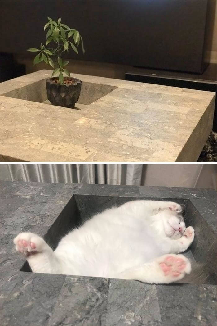$50 Kitty Bed Wasted