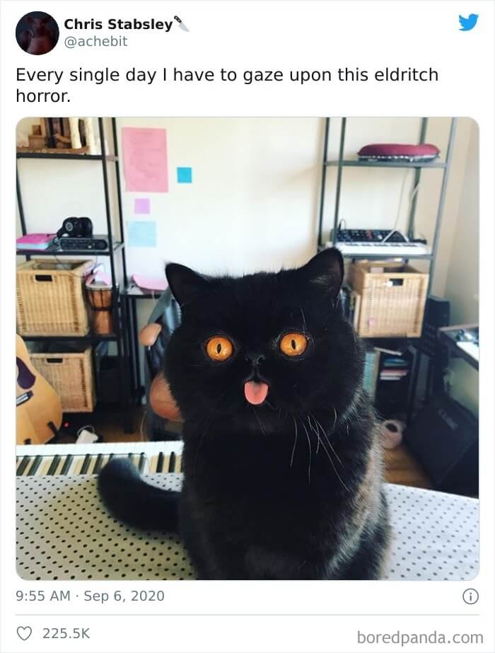 The Perfect Halloween Kitty