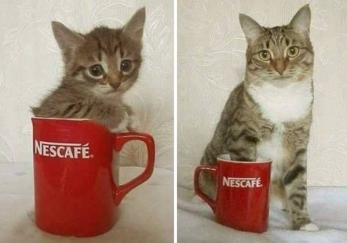 Anyone Wants a Cup of NesCat?