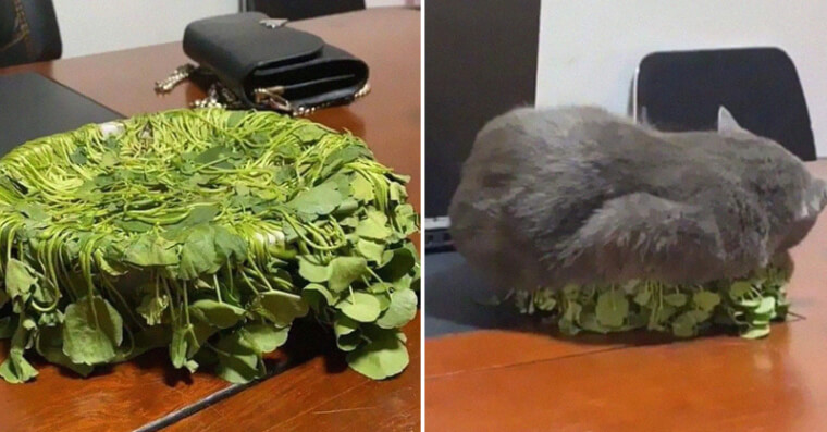 You May Have a Cat or Plant...Not Both