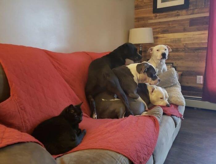 Cats Rule. Dogs Drool