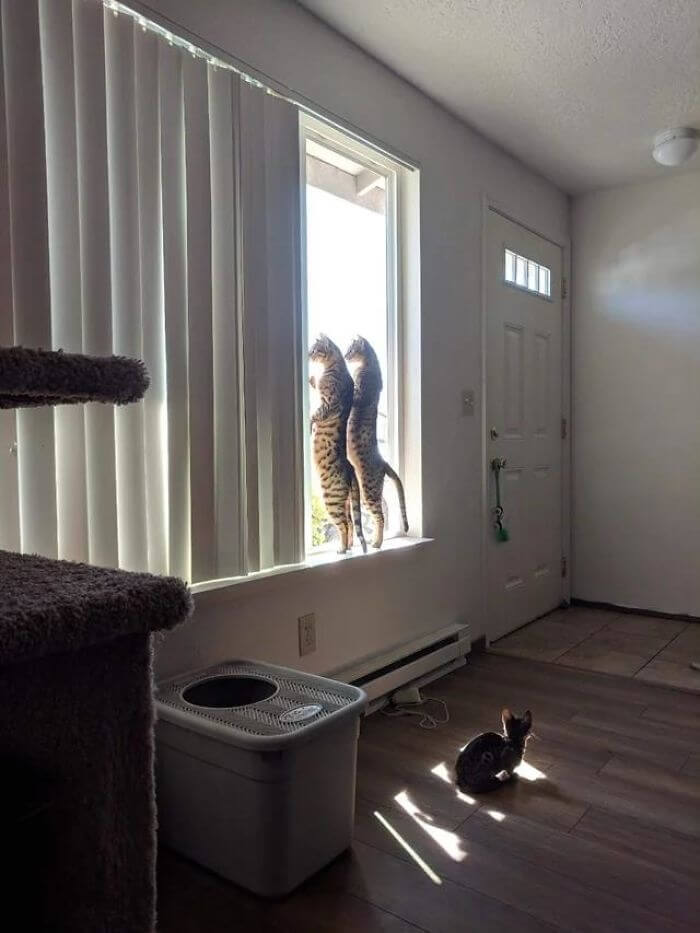 Are These MeerCats?