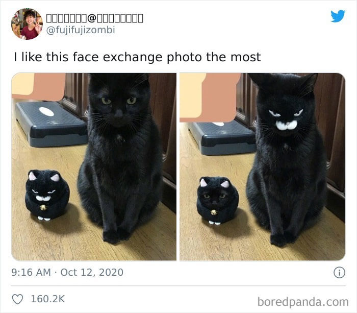 When The Cat is Sick of Your Sh*t