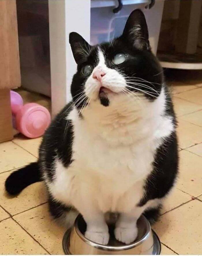 "Ahem. My Bowl is Empty."