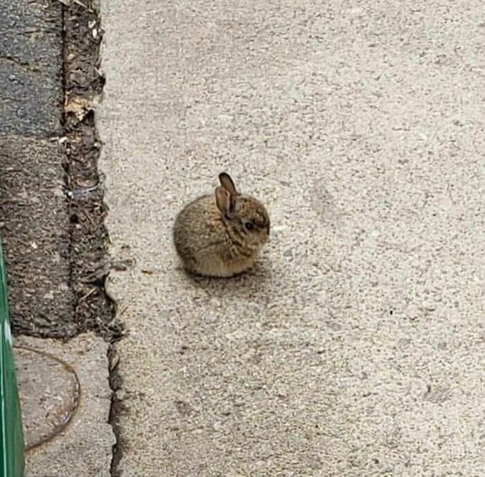 Tiny Bunny