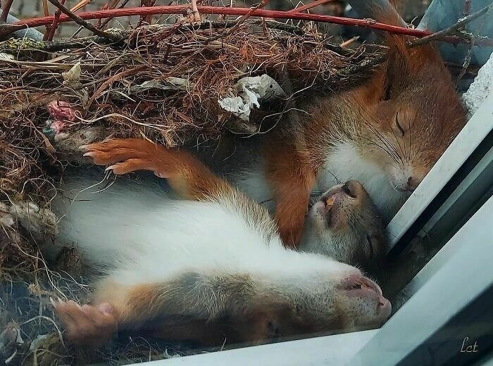 Sleepy Squirrels