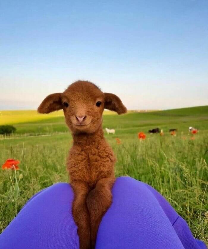 Happy Goat