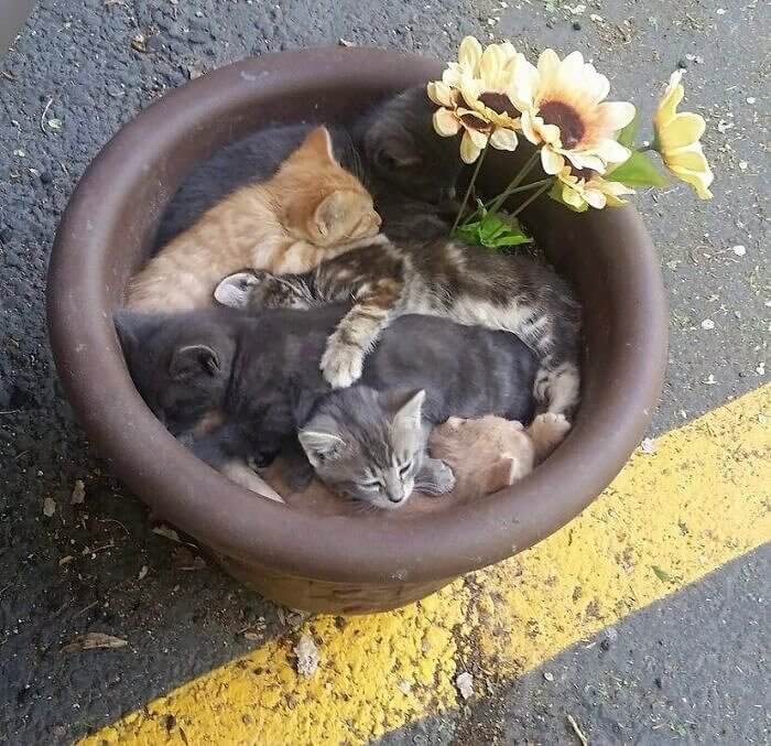 Kitty Fertilizer