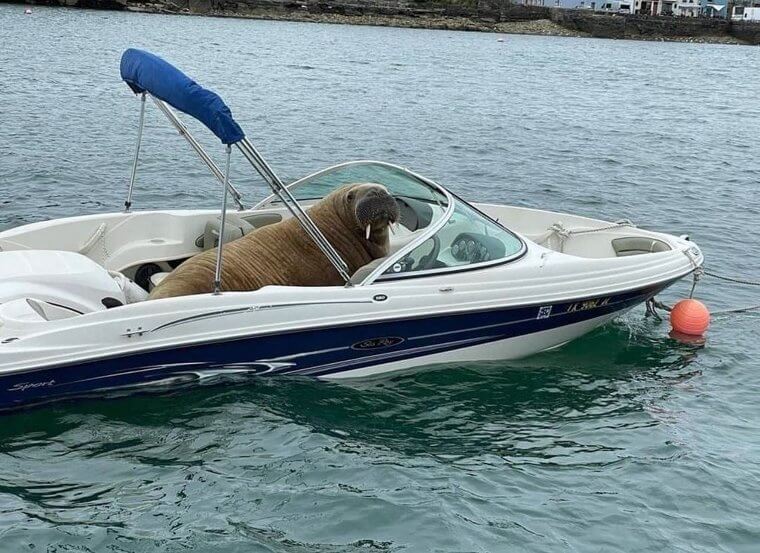 I Am the Captain Now