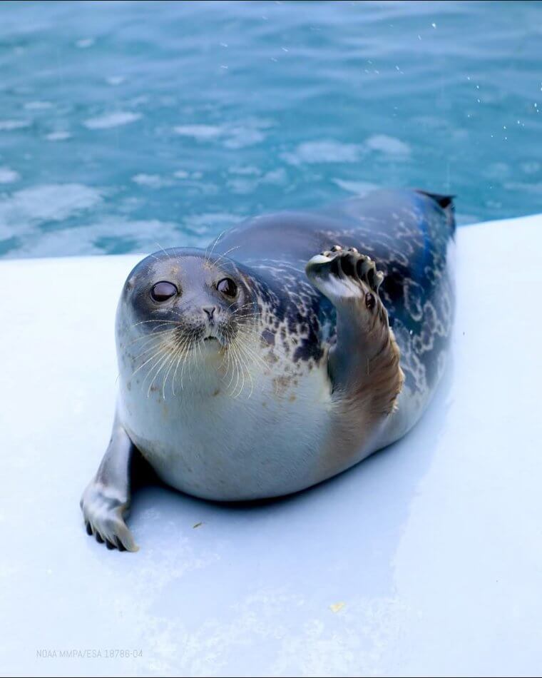 The Star of the Show