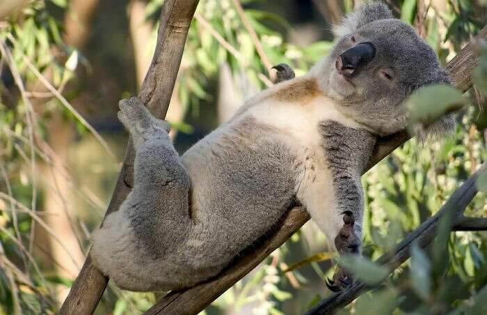 Koala Cub