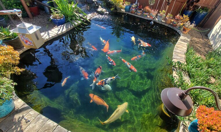 Koi Pond Installation