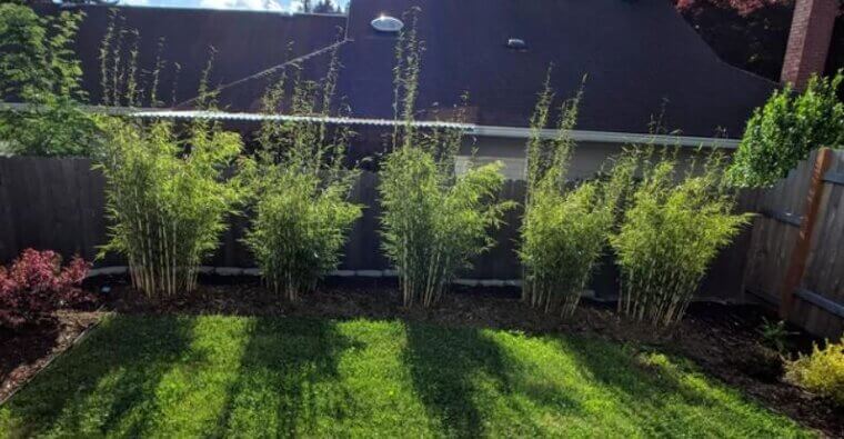 Bamboo Privacy Screen