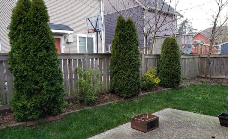 Tree Height Restrictions