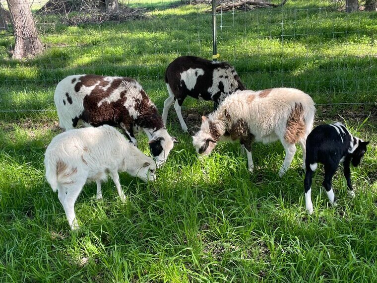 No Sheep in the Cab (Montana)