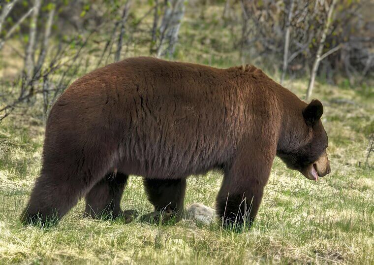 Don’t Drive With an Uncaged Bear (Missouri)