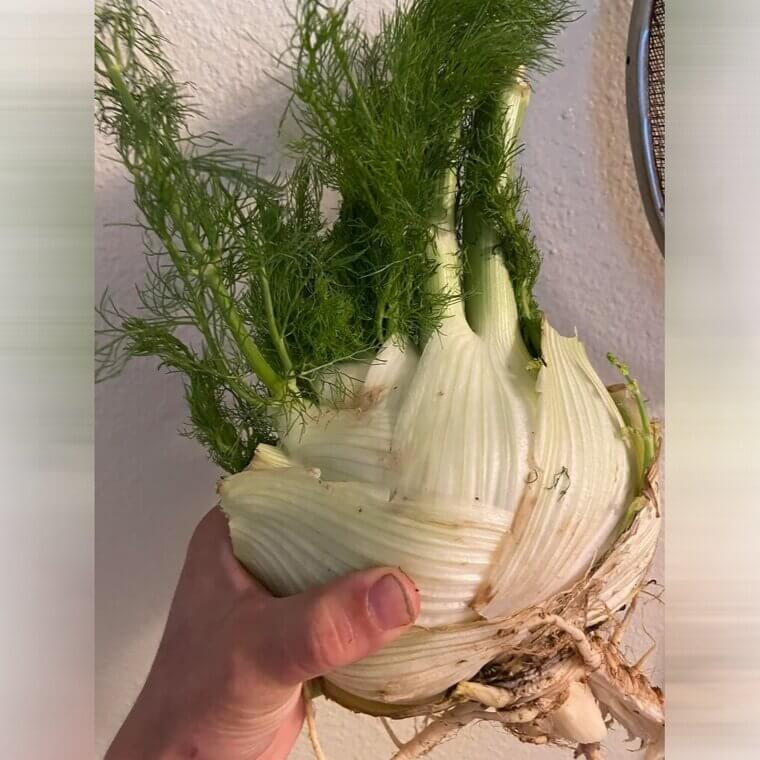 Fennel to Help With Trapped Gas