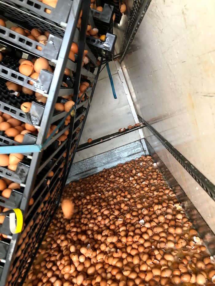 This Is An Eggstra Bad Situation